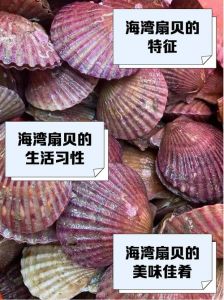 港湾贝和扇贝有什么区别_产地外形口感和烹饪大不同