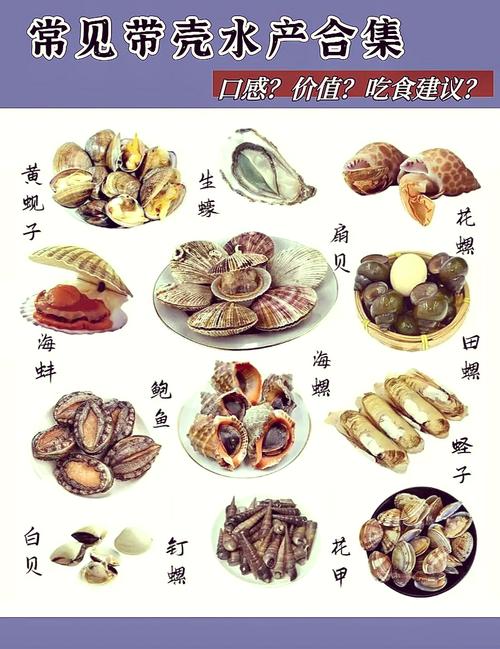 毛贝跟扇贝有区别吗_毛贝和扇贝有啥区别？