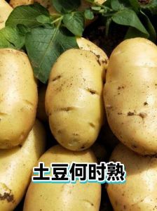 土豆要蒸多少才能熟_蒸土豆多长时间？水开15-25分钟，筷子戳透就好！