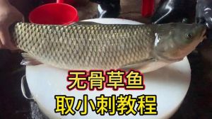 草鱼的杀鱼步骤_去鳞去内脏去骨刺，简单易学