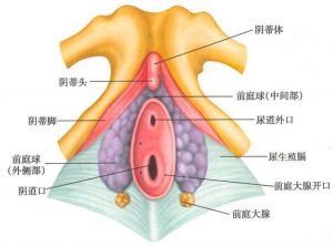 生物老师用身体演示各处器官构造
