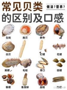毛蛤蜊肉和扇贝肉区别_花蛤蛤蜊扇贝怎么选？