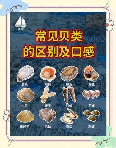 扇贝和鸟贝的区别_鸟贝和扇贝怎么吃最鲜嫩？