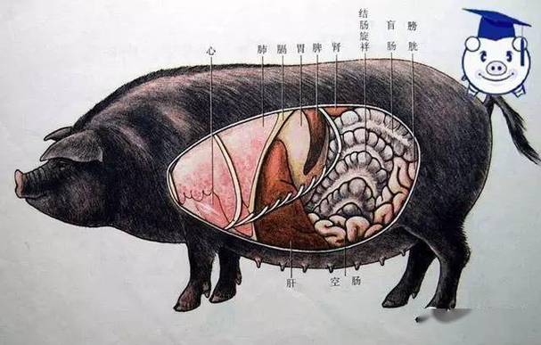 猪生肠是什么器官，哪个部位_补血美食，南方佳肴