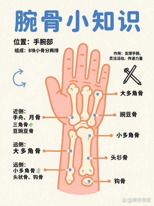 肘腕是哪个部位图片_了解其结构，平衡运动与休息