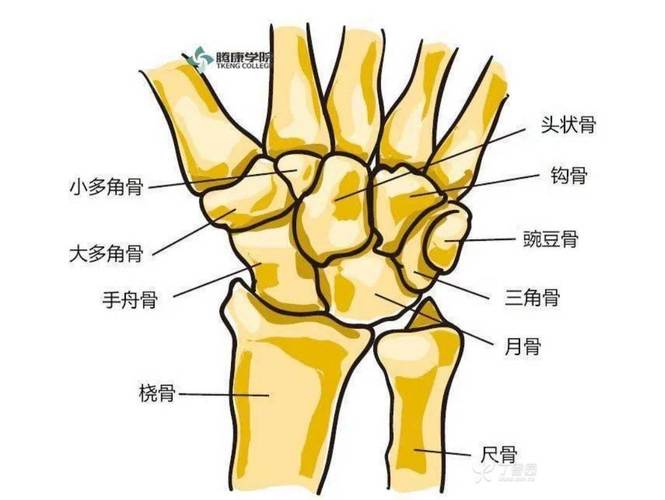 肘腕是哪个部位图片_了解其结构，平衡运动与休息