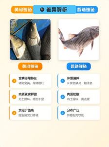 鲤鱼的特点有哪些_喜暗独食，偏清淡香