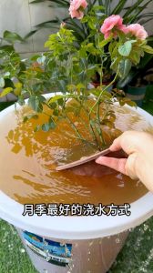 浸盆法浇水的正确方法_看筷叶知需水，随天气巧浇灌，盆土透气是关键