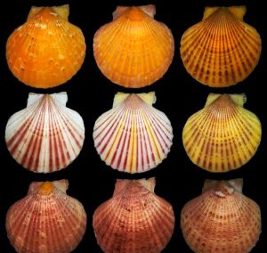 扇贝是不是海洋生物_美味营养 海洋宝藏