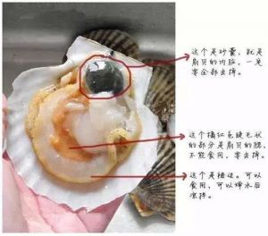 扇贝是暗指什么部位_网络隐语新表达