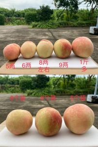 水蜜桃产业一二三产区的区别：从种植、加工到销售，解读不同产区的风味特色与产业价值