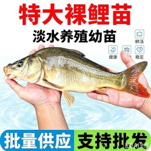 裸斑和裸鲤的区别_裸斑是啥？鱼和皮肤都不一样