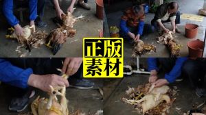 怎样杀鸡拔毛又快又干净_水温75-78℃，碱水去油，顺着毛拔