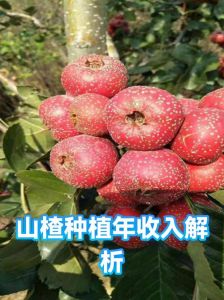 精产蜜桃和三产麻花豆子：从果园清甜到豆香酥脆，解读两种食材的风味特色、日常吃法及搭配技巧