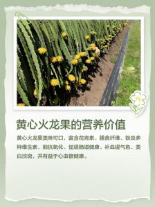 震动次数by黄心火龙果：从果肉色泽到酸甜口感，解读黄心火龙果的风味特点与食用搭配