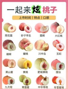 全国三大水蜜桃基地盘点：从产地到口感，带你认识不同地域的鲜甜桃香、时令风味及种植特色