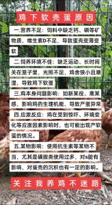这个母鸡产蛋软皮怎么处理啊_母鸡软皮蛋？缺钙！加料补钙是关键