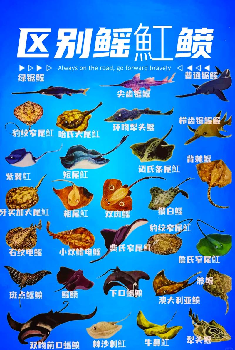 黄鲣鱼和炮弹鱼的区别_名称相似但物种不同 黄鲣鱼和炮弹鱼的区别_名称相似但物种不同