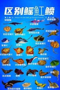 黄鲣鱼和炮弹鱼的区别_名称相似但物种不同