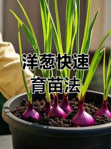 种洋葱的正确方法图_洋葱种植关键育苗，选种土壤水肥病虫是重点