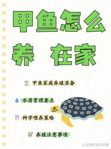 家庭喂养甲鱼怎样喂法_分阶段喂食，控制水位，提供休息地