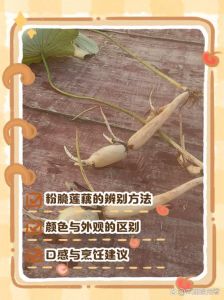 莲子藕和菜藕的区别_碗莲观赏菜藕食用，食药同源君子象征