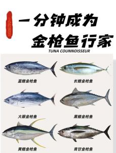 金枪鱼与三文鱼区别_口感营养大不同