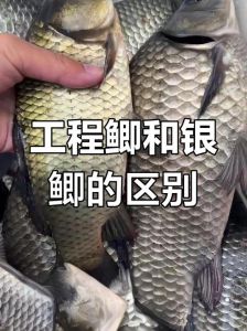 工程鲫和大板鲫的对比图片_野生与培育差异解析