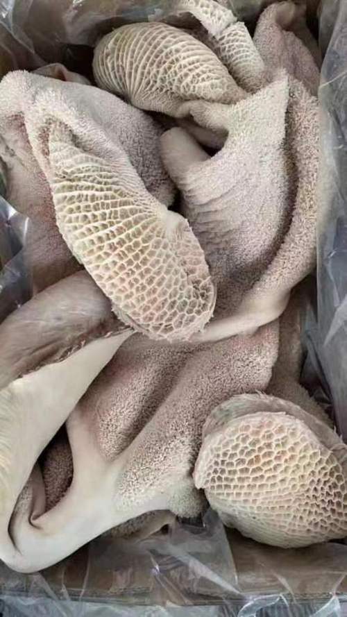生牛肚的筋膜要处理吗_烫软刮净超简单 生牛肚的筋膜要处理吗_烫软刮净超简单