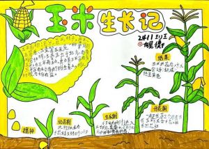 玉米生长过程图解高清_从播种到丰收全攻略