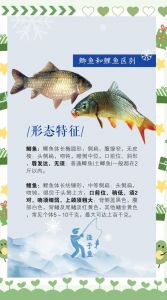 鲫鱼和鲤鱼区分图解_高背鲫汤白鲫蒸