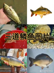 鱼类哪些在水下层哪些在上层_鲫鱼中下层，鲤鱼底层，黑鱼上层