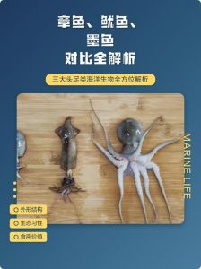 墨鱼，章鱼，乌贼，鱿鱼的区别_章鱼鱿鱼乌贼，美味各有千秋