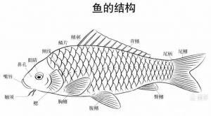 鱼类适应水中生活的结构特征_游泳保护与稳定