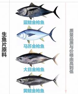 大目金枪鱼和蓝鳍金枪鱼的区别_蓝鳍金枪贵，大目平价选