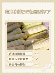 玉米怎样是坏了_河南山东玉米霉变风险大？看闻摸三步法识别！