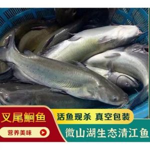 钳鱼是不是江团_江团与钳鱼的区别及保护知识