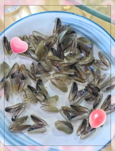 跟海瓜子绝配的植_鲜美营养，海边生态好！