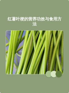 红薯叶梗上的白汁_红薯叶白汁营养好，但别吃，吃红薯就行！