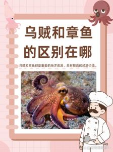 章鱼和乌贼对比图片_触手不同，吃法各异