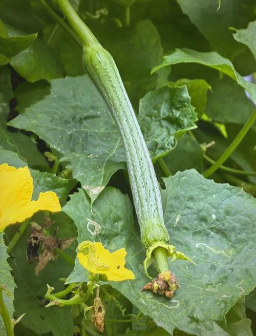 丝瓜的自然成熟时间_大棚早熟,6-9月食用口感最佳 丝瓜的自然成熟时间_大棚早熟,6-9月食用口感最佳