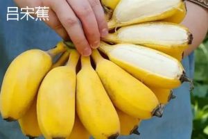 台湾产香蕉吗？从主要产地、常见品种到口感特色，了解台湾香蕉的饮食文化