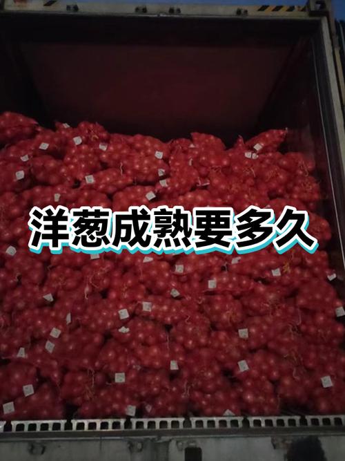 洋葱煮沸几分钟熟_洋葱煮炒腌全攻略,美味营养掌握好时间 洋葱煮沸几分钟熟_洋葱煮炒腌全攻略,美味营养掌握好时间