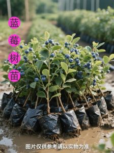 蓝莓苗耐寒多少度_蓝莓种殖看温度，耐寒选矮丛