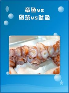 鱿鱼乌贼的区别_聪明的章鱼乌贼鱿鱼及其保护