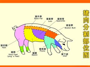 猪肘子是哪个部位_猪肘炖烂营养好，前肘后肘有不同