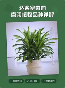 喜阴的植物有哪些_阴暗角落的生机勃勃