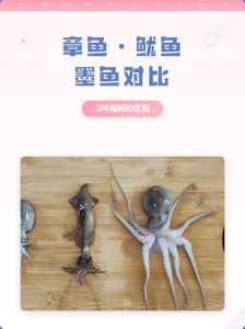 墨鱼鱿鱼乌贼章鱼八爪鱼的区别_章鱼鱿鱼乌贼怎么分？