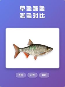 鲫鱼和草鱼图片对比_钓到草鲫结合体鱼，网络热议！