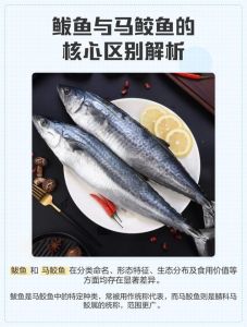 鲅鱼与青花鱼图片对比_口感选购与烹饪